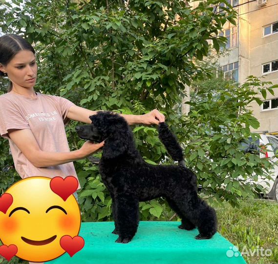 Пудель малый