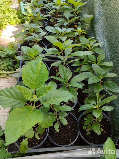 Гортензии метельчатые более 40 сорто