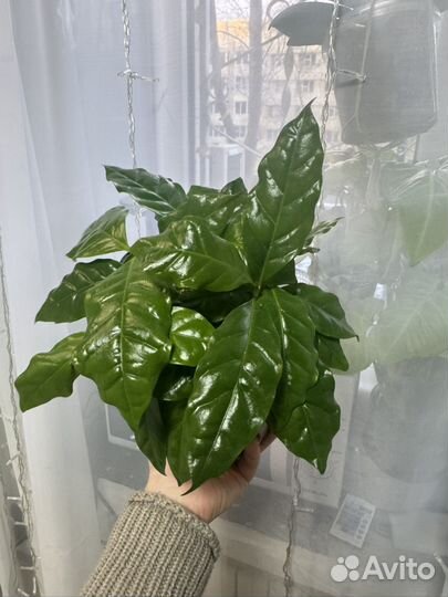 Кофе арабика растение