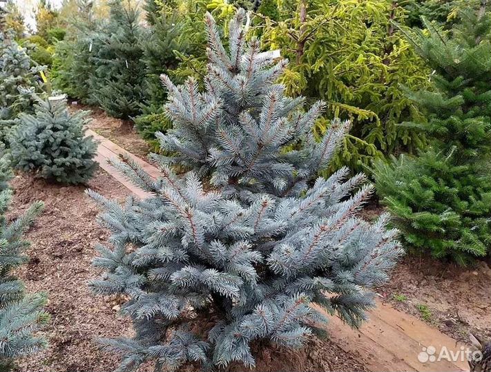 Ель колючая Глаука Супер Блю Сидлинг