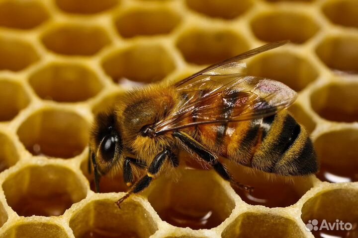 Продам пчел