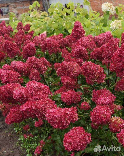 Гортензия Фрайз Мельба