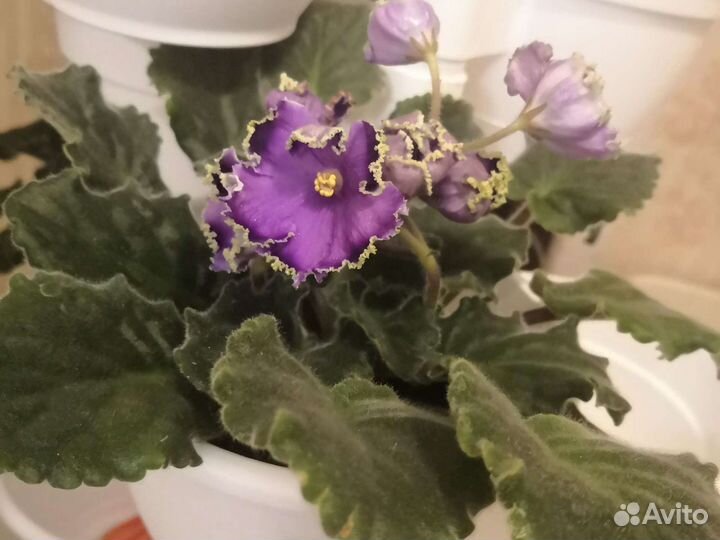 Фиалки сортовые