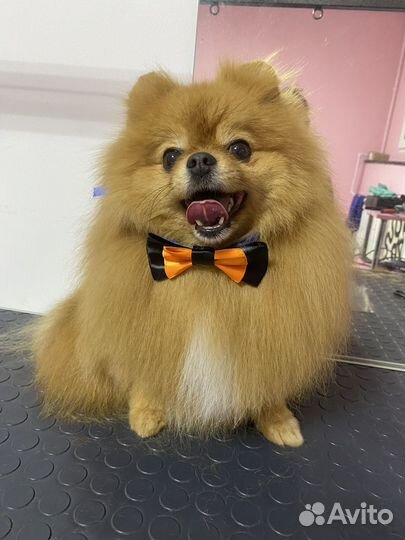 Модели для стрижки йорки и шпицы