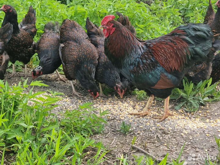 Инкубационное яйцо, цыплята Барневельдер