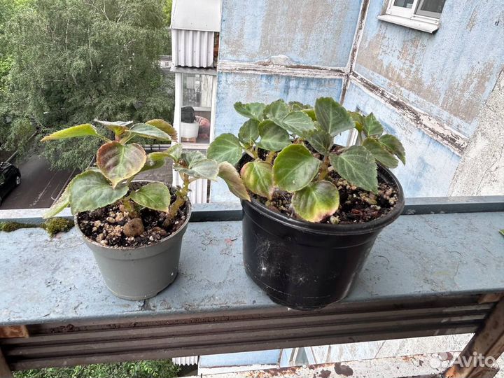 Растения Обмен