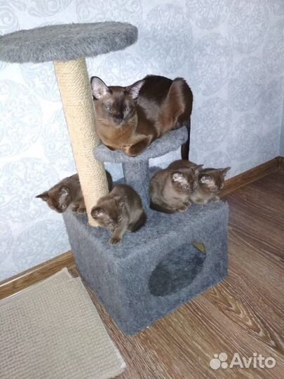 Бурманские котята