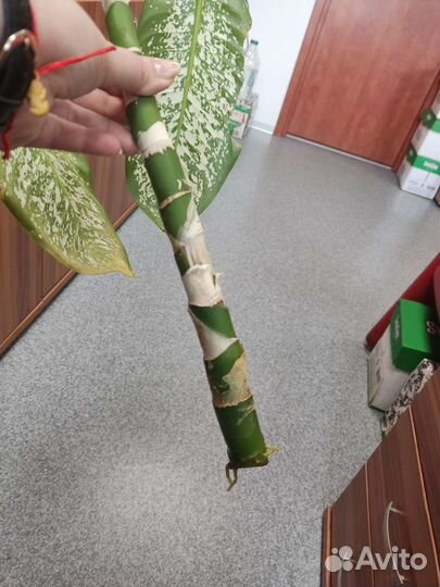 Продам цветы комнатные