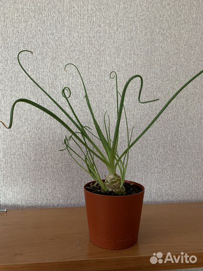 Альбука спиральная