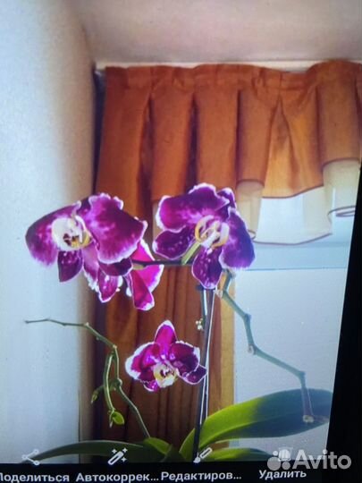 Семена орхидеи фаленопсис