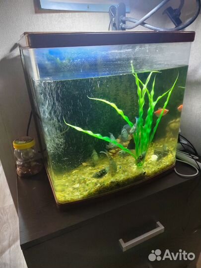 Аквариум