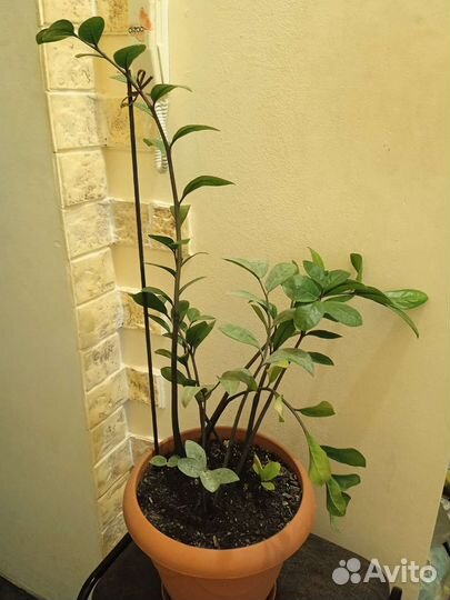 Замиокулькас зензи