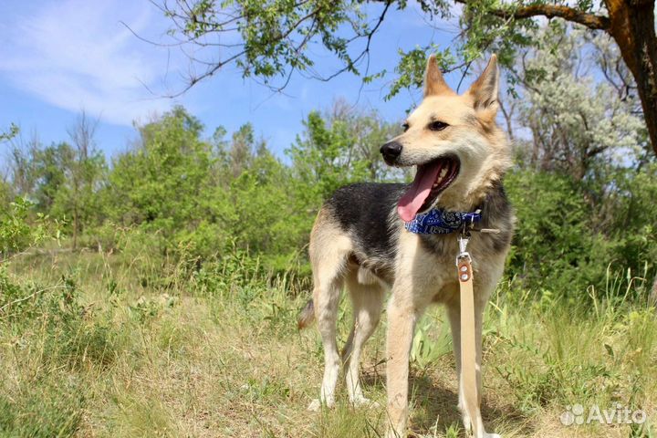 Собака Байкал