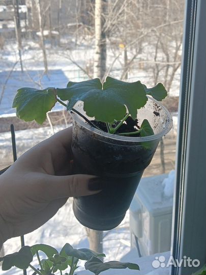 Герань пеларгония