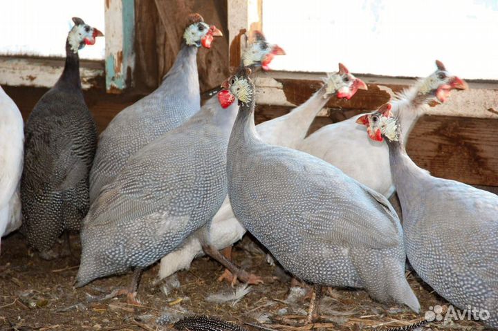 Молодые петушки и цесарки