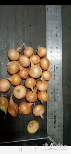 Лук севок штутгартер