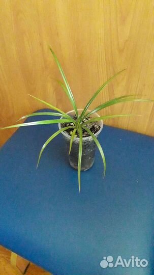 Спатифиллум, драцена, колеус аватар