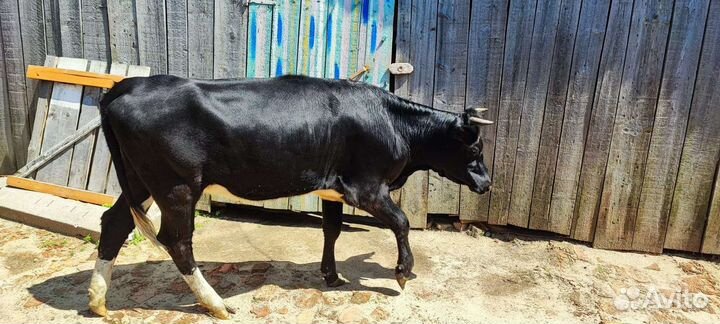 Тёлки бычки