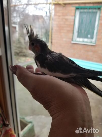 Попугай корелла птенец