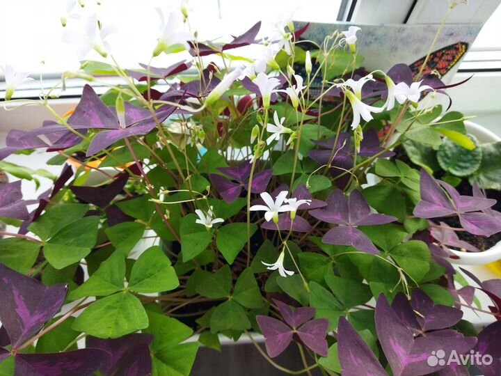 Кислица (оксалис)