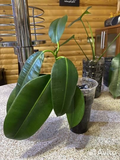 Комнатные растения цветы