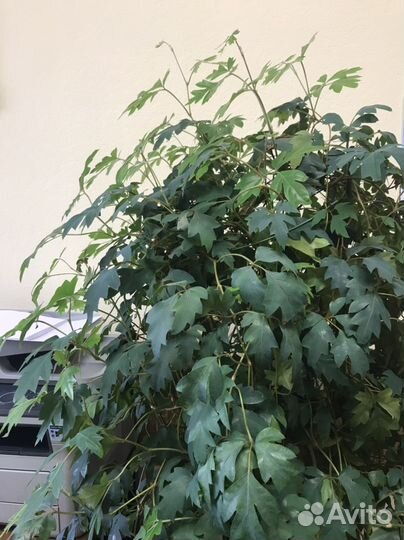 Комнатные цветы березка