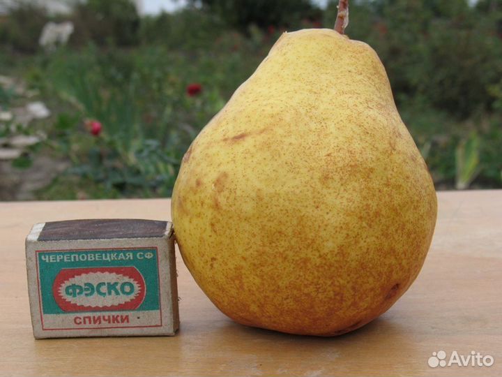 Саженцы плодовых