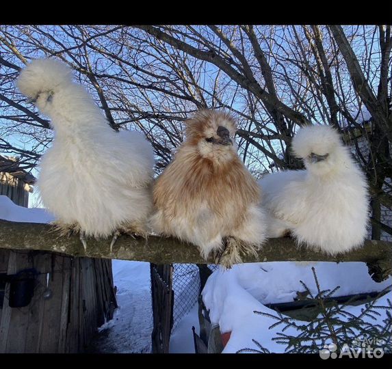 Цыплята породистых куриц шелки