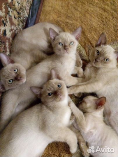 Бурманские котята