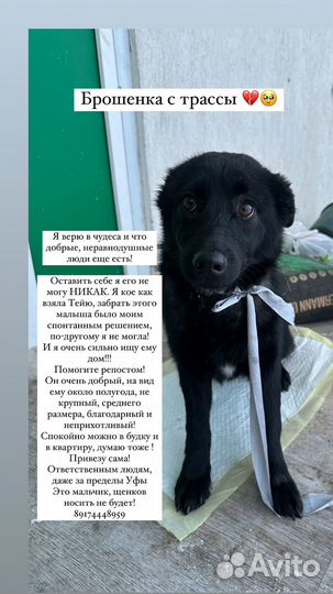 Щенок с трассы в добрые руки