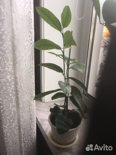 Лимон, отростки