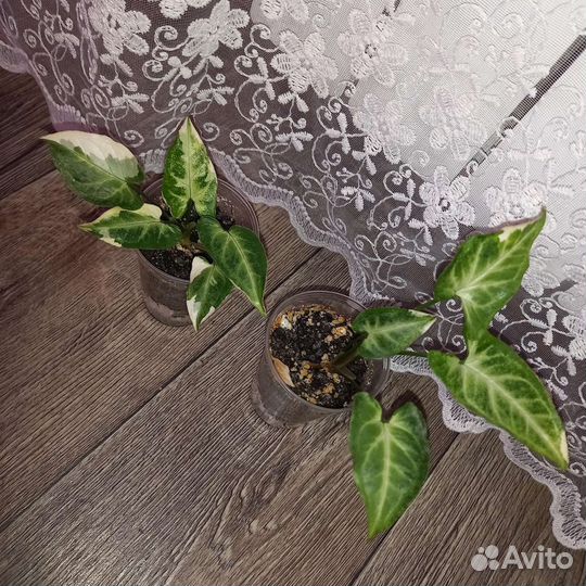 Сортовые сингониумы