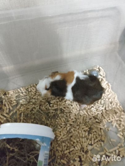 Морская свинка 4 мес