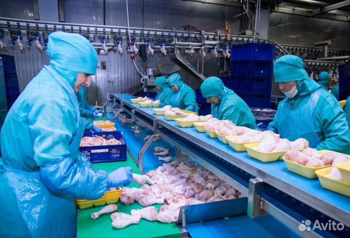 Оператор линии на птицефабрику в Ржев