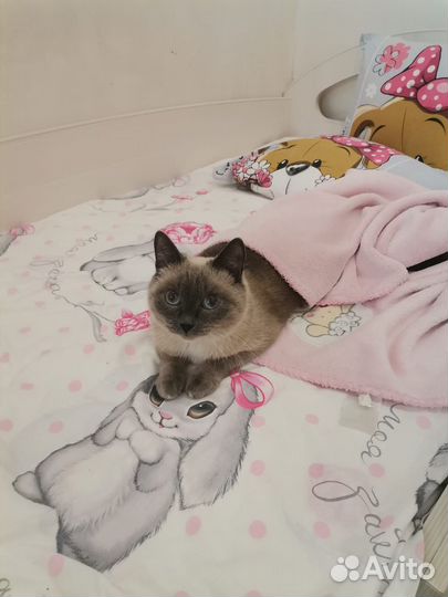 Сиамская кошка
