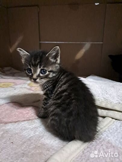 Отдаем котят в добрые руки