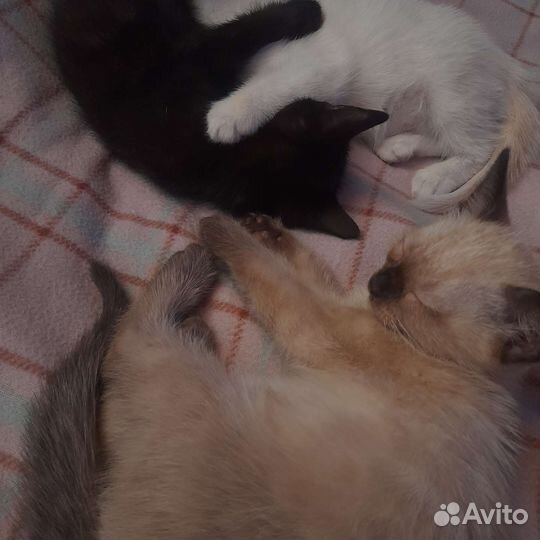 Котята в добрые руки