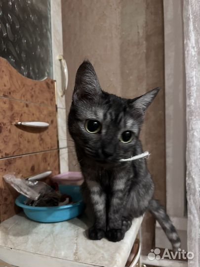 Кошка