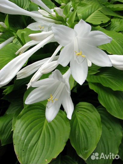 Хоста, лилейник, флокс