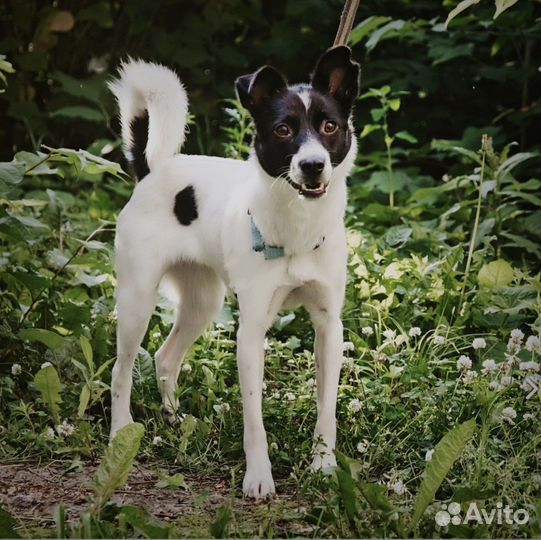 В добрые руки собака среднего размера