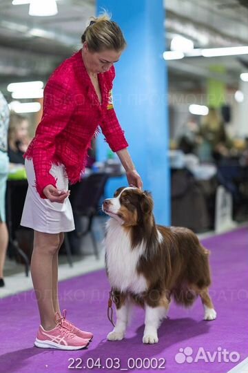 Вязка кобель австралийской овчарки