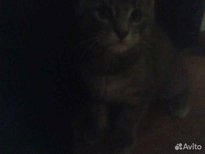 Мейн-кун помесь с сибиряком