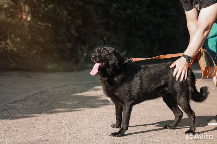 Собака в добрые руки