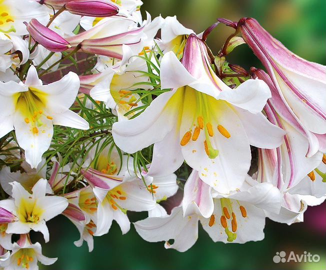 Лилии луковицы