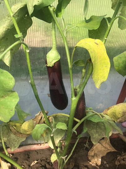 Дом 79 м² на участке 12 сот.