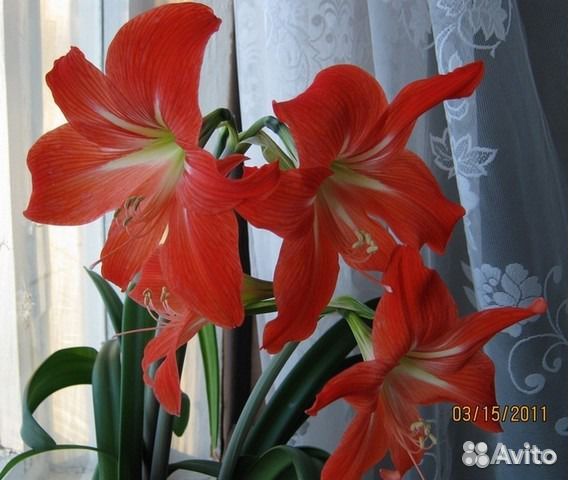 Цветок похож на лилию комнатный фото