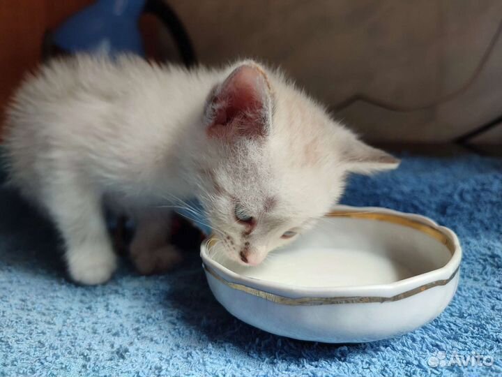 Котята милые какангелы)