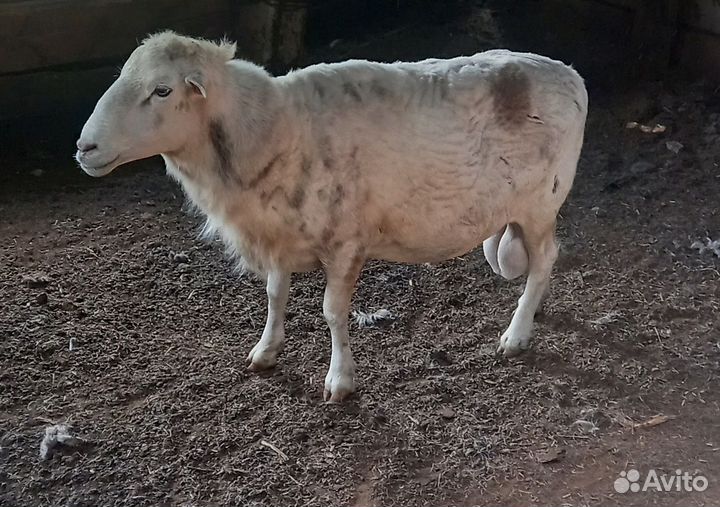 Баран дорпер