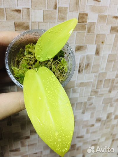 Сингониум Голден Аллюжн и др