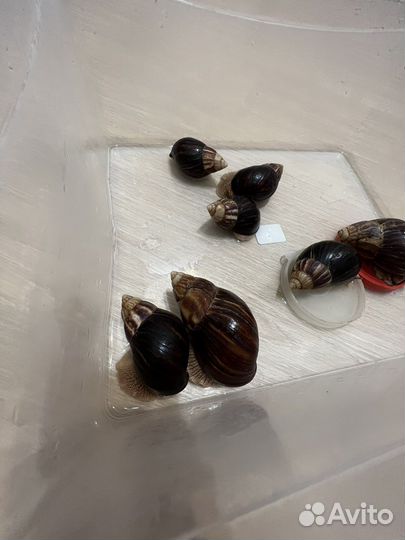 Улитки ахатины средние и большие